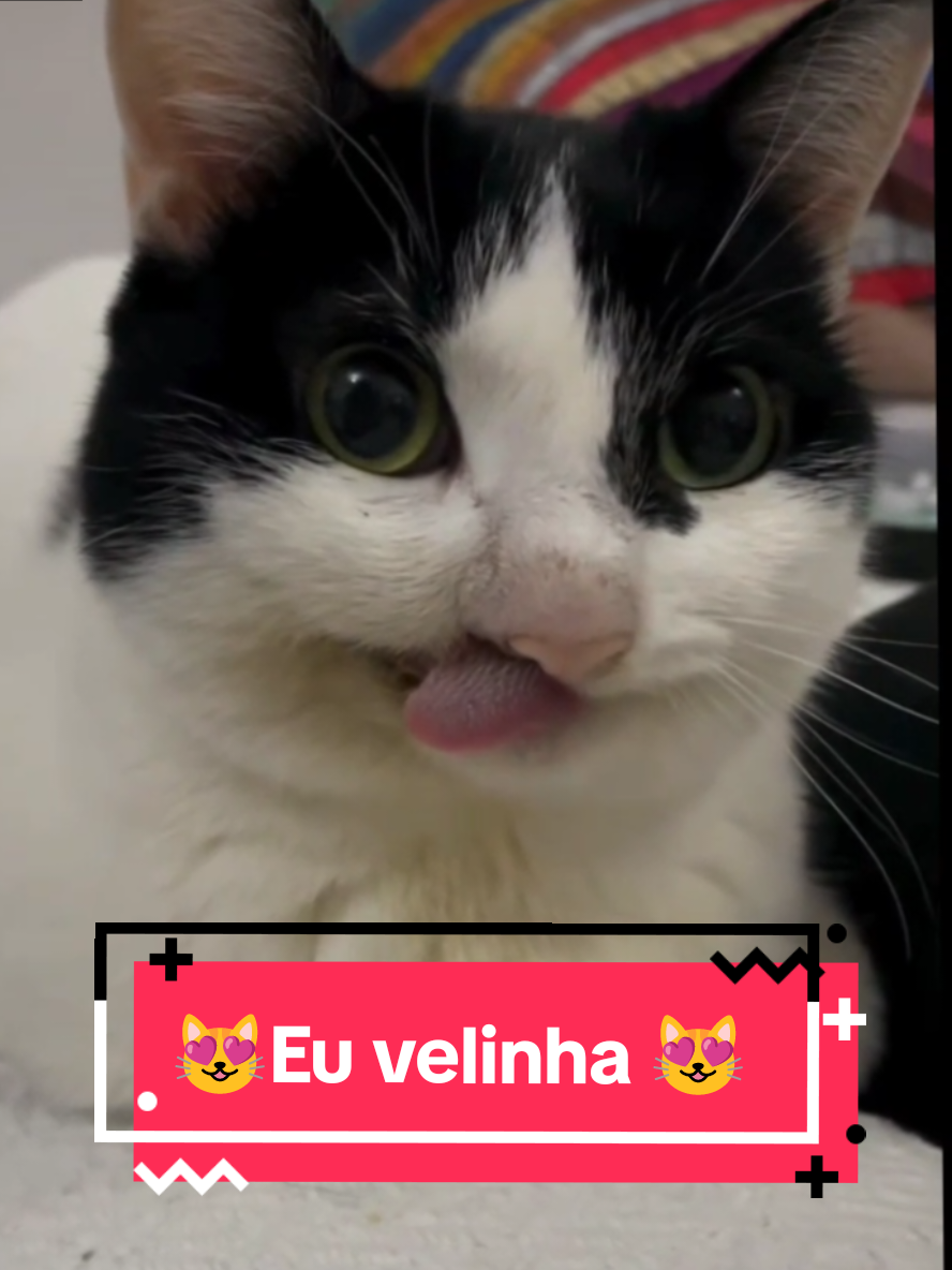@Gatosetravessuras@10
