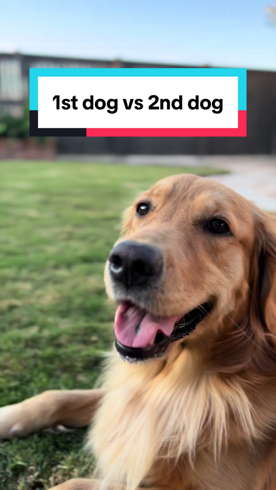 @3goldenretriever