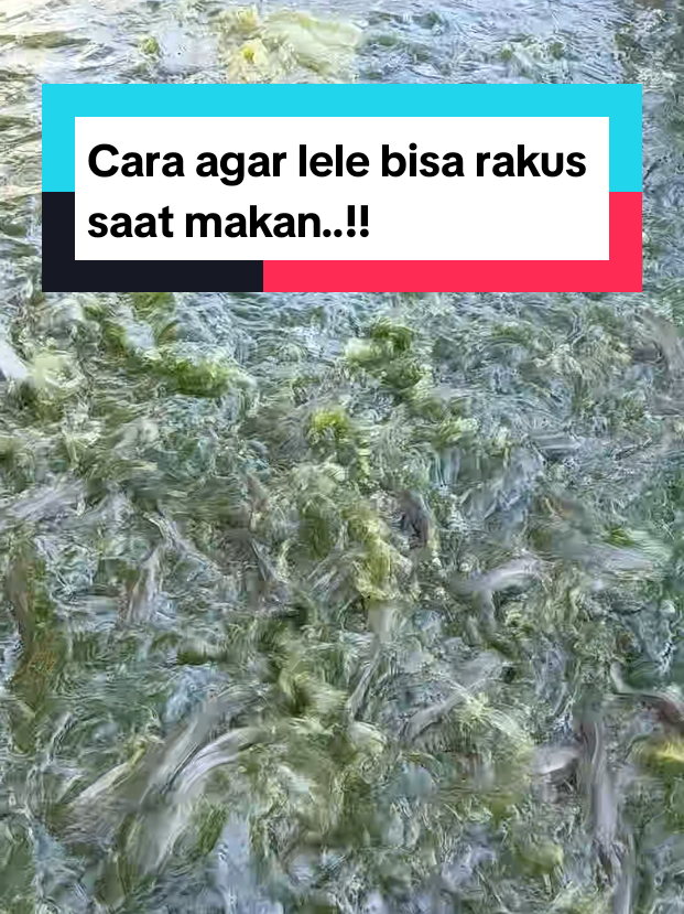 @Kang_Ewi