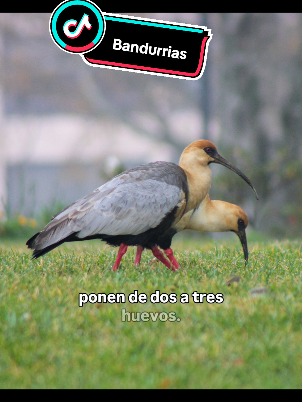 @Felipe_WildLife