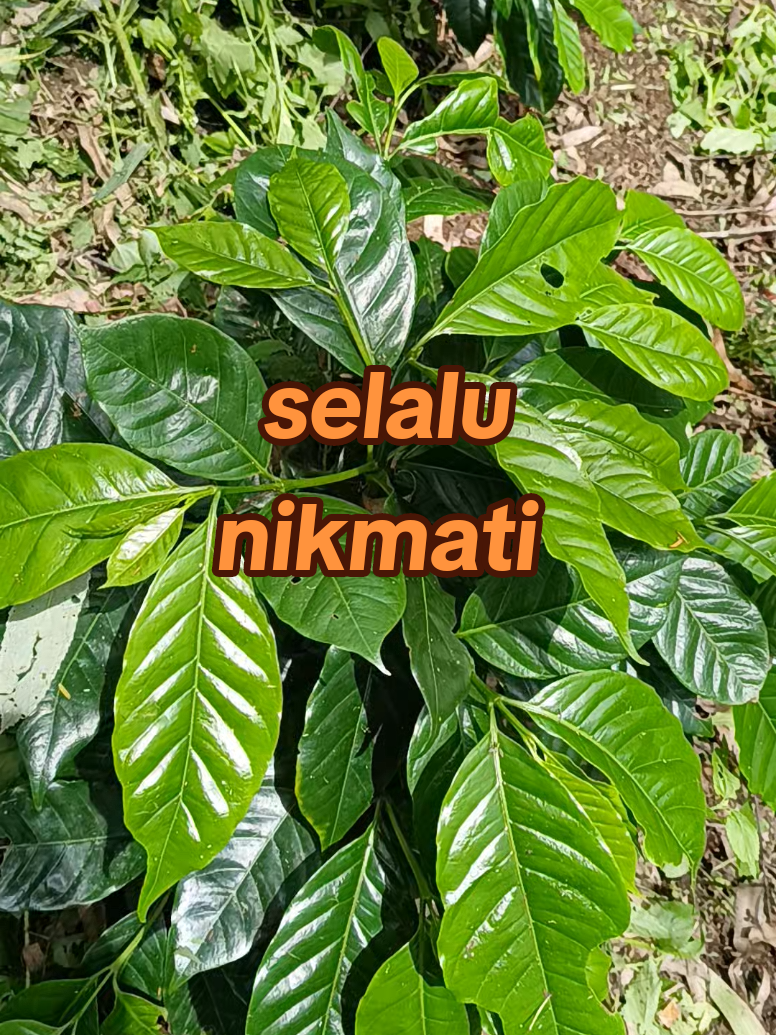 @kopi HD