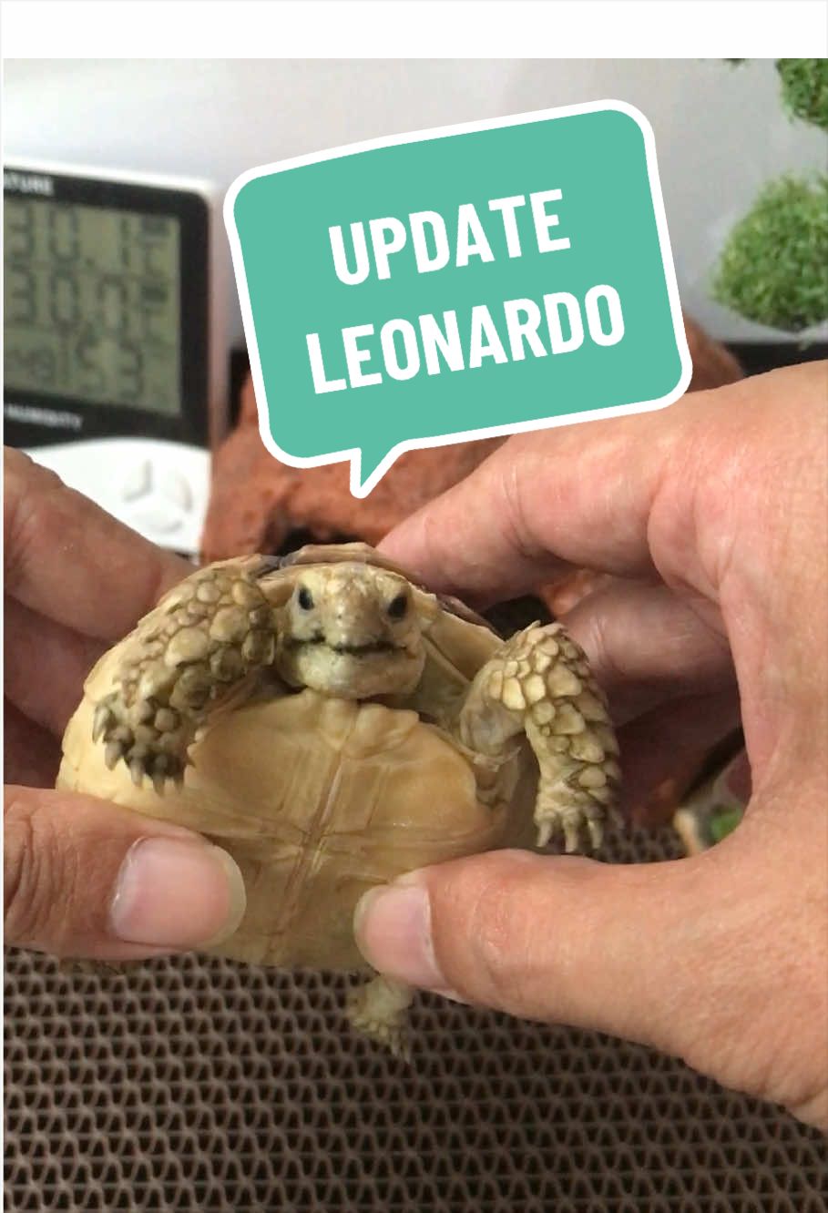 @MYtortojourney 🐢