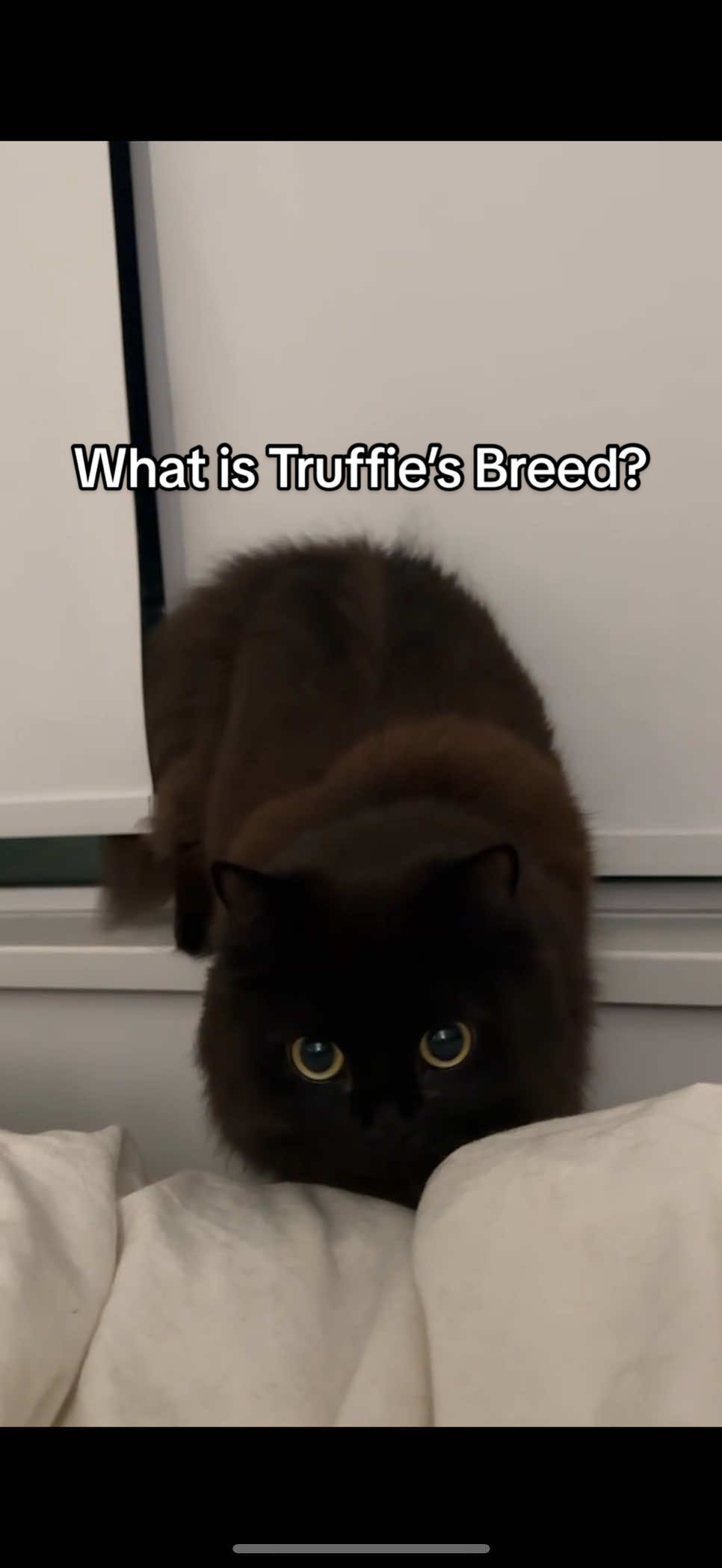 @truffie.nugget