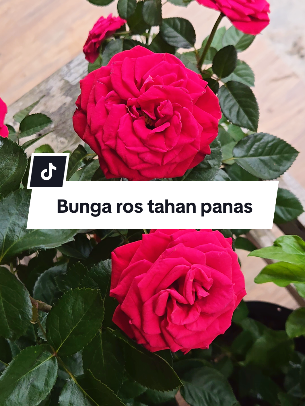 @Dear Nadine