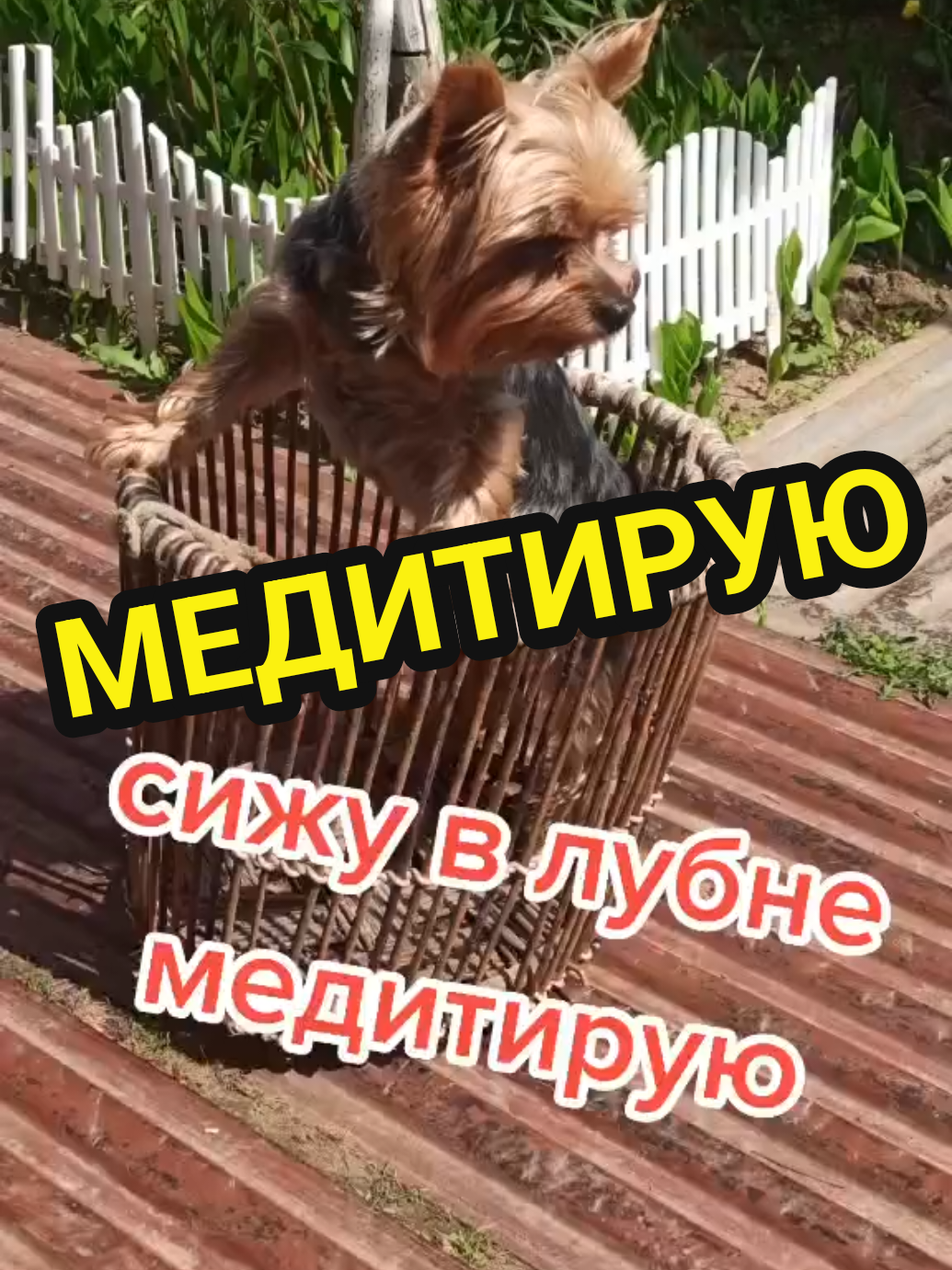 @🤟Веня Машаранский✌