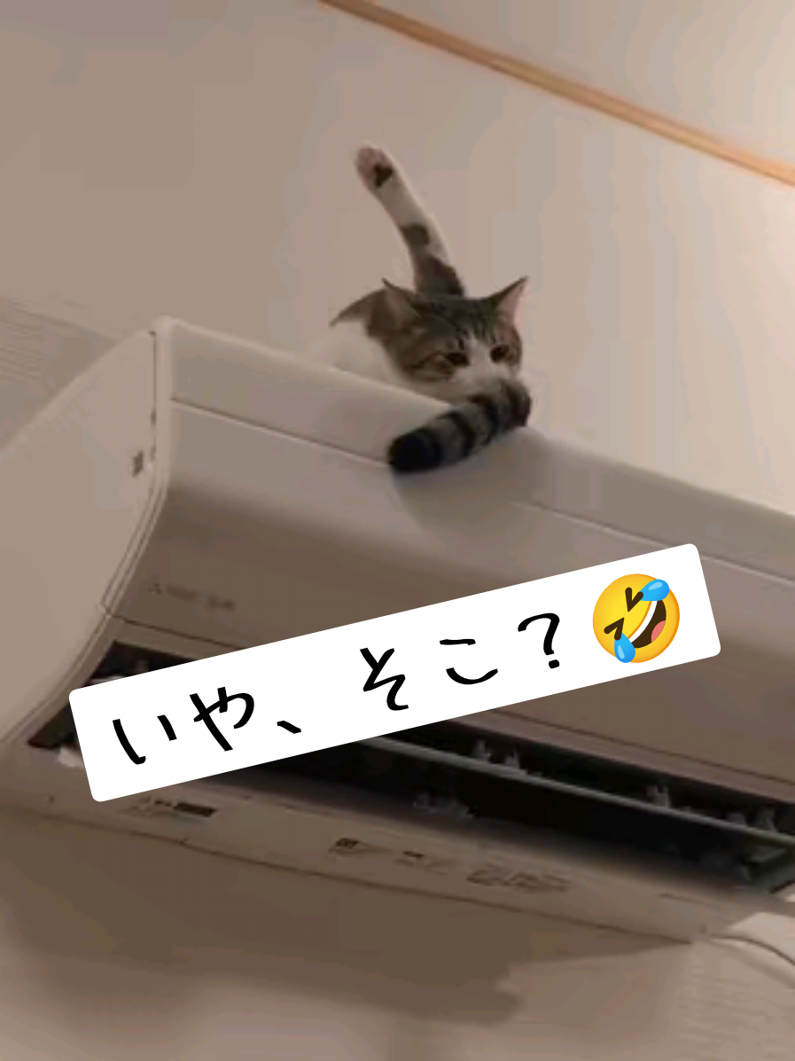 @にゃんご🐱