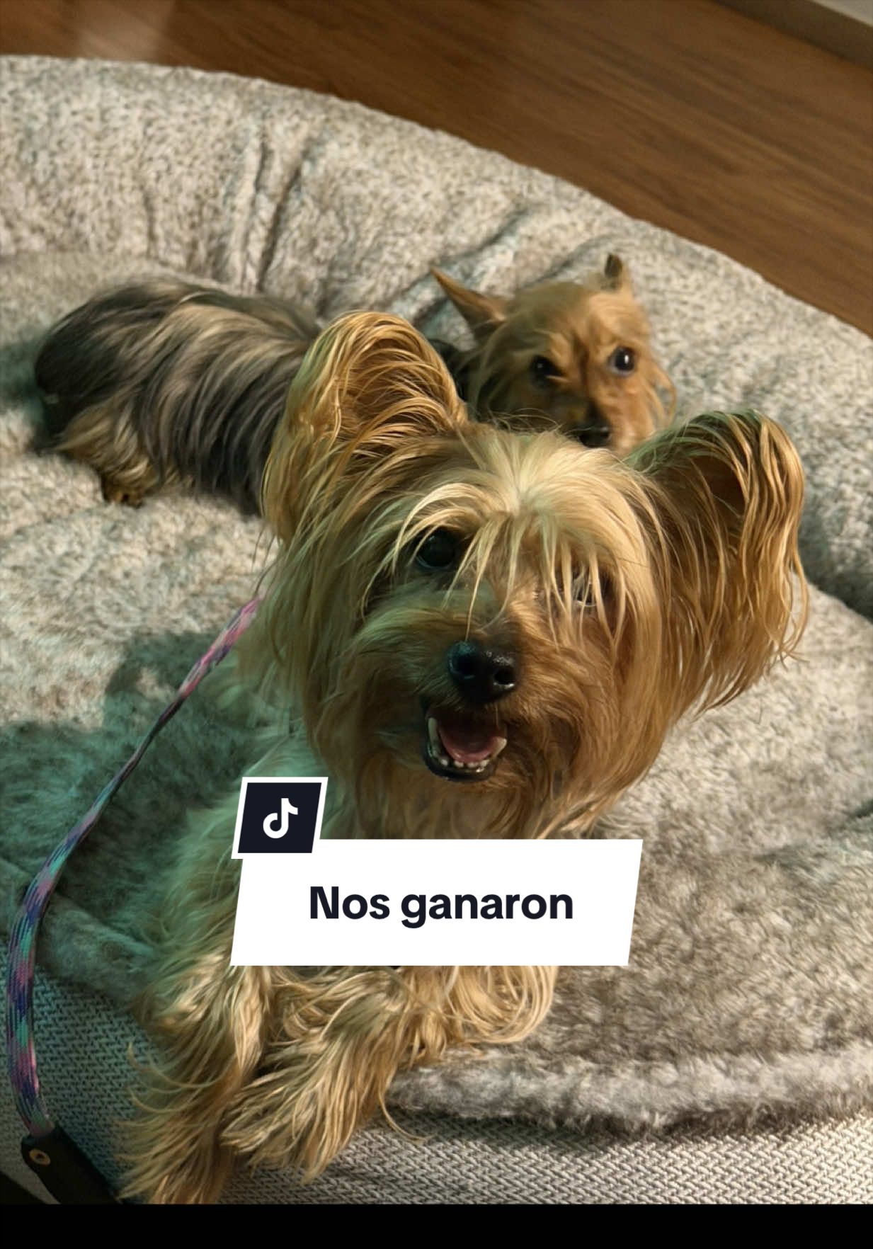 @Gabriela Amezcua De