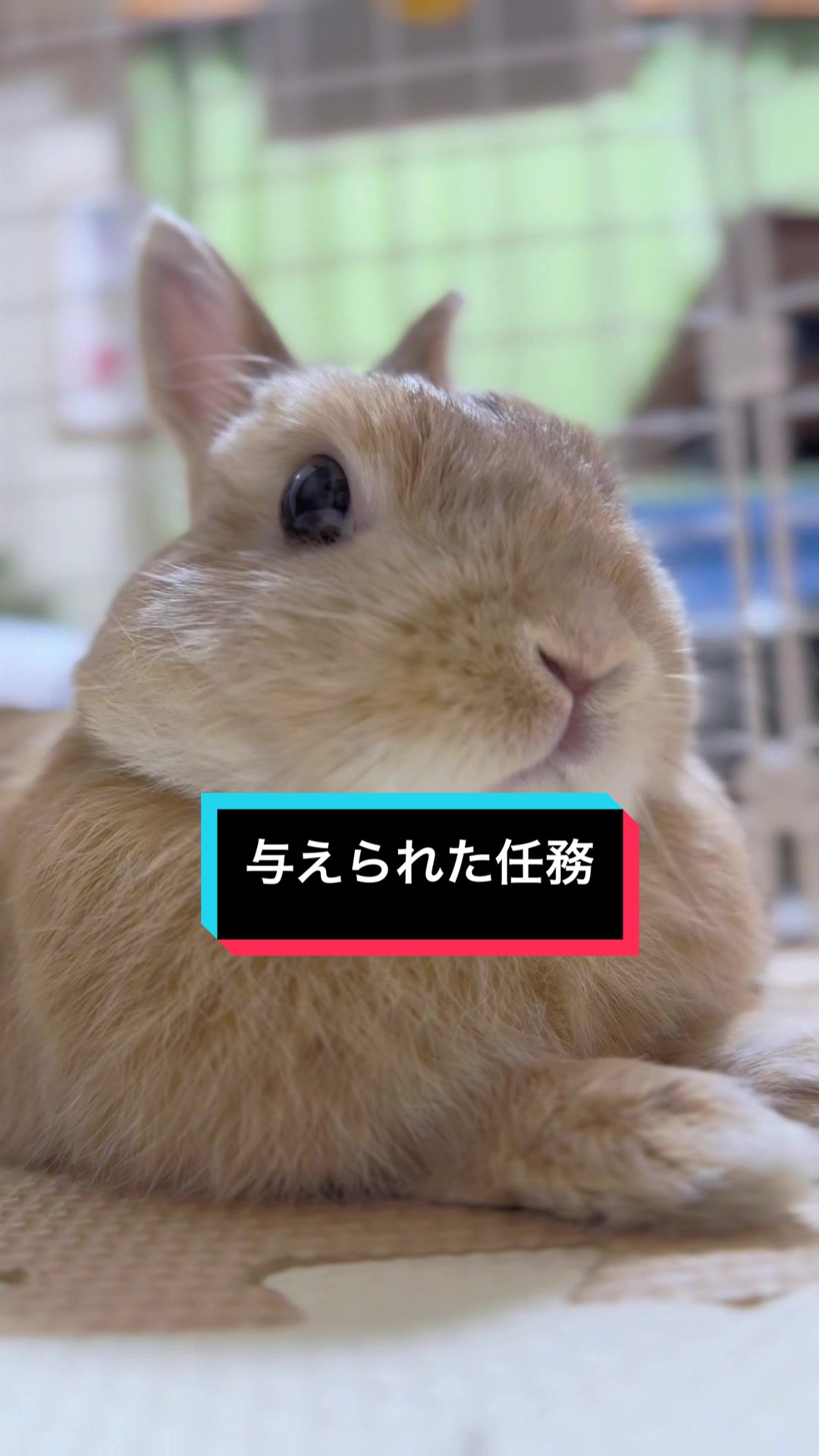 @うさぎのもちまる