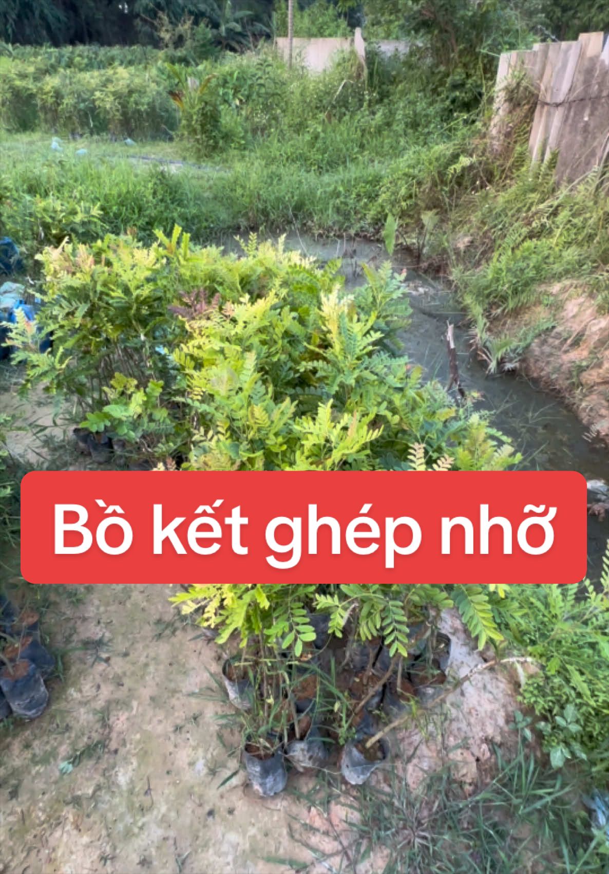 @Nh&agrave; Vườn Vũ Mai