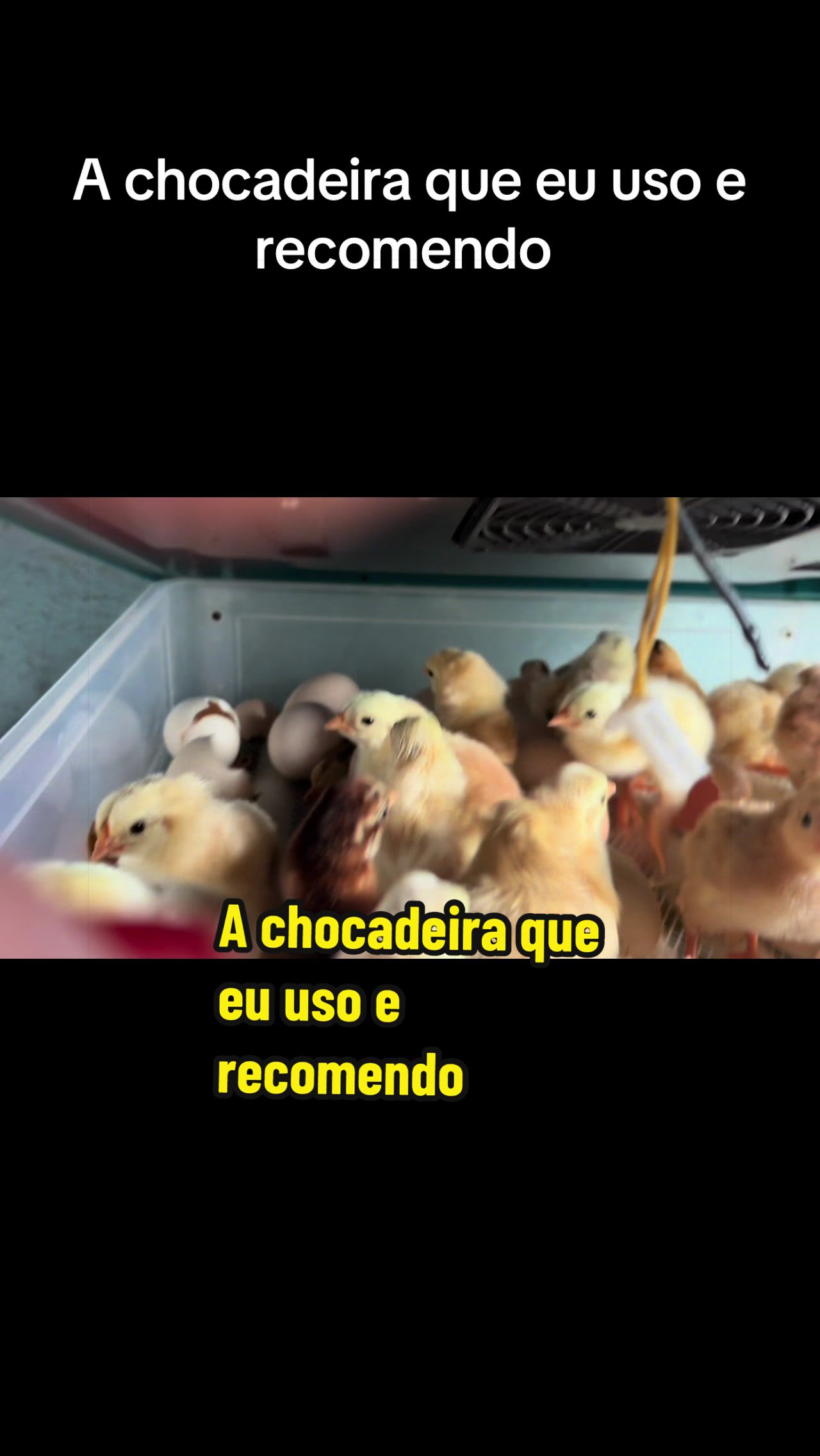 @Silvana Franco /vida na roça