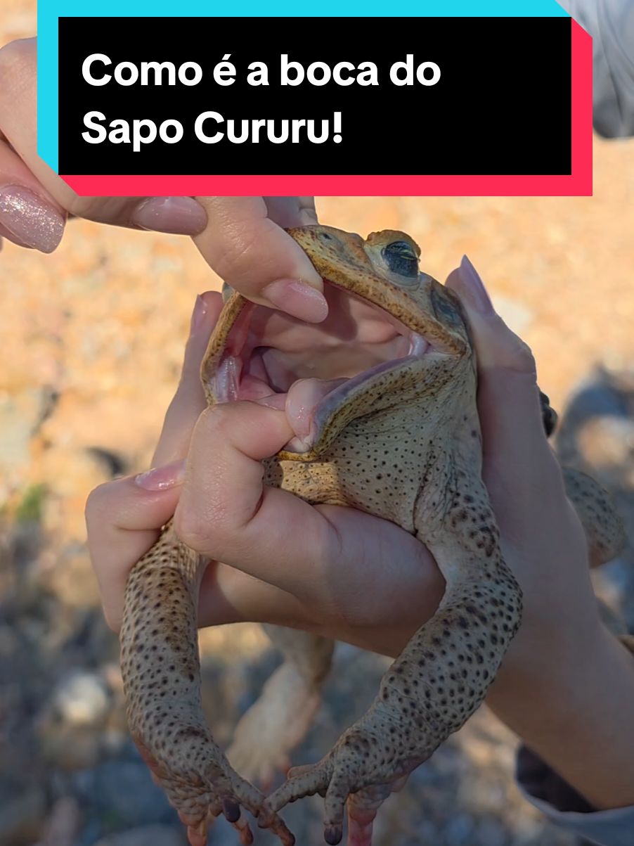 @Princesa das Serpentes