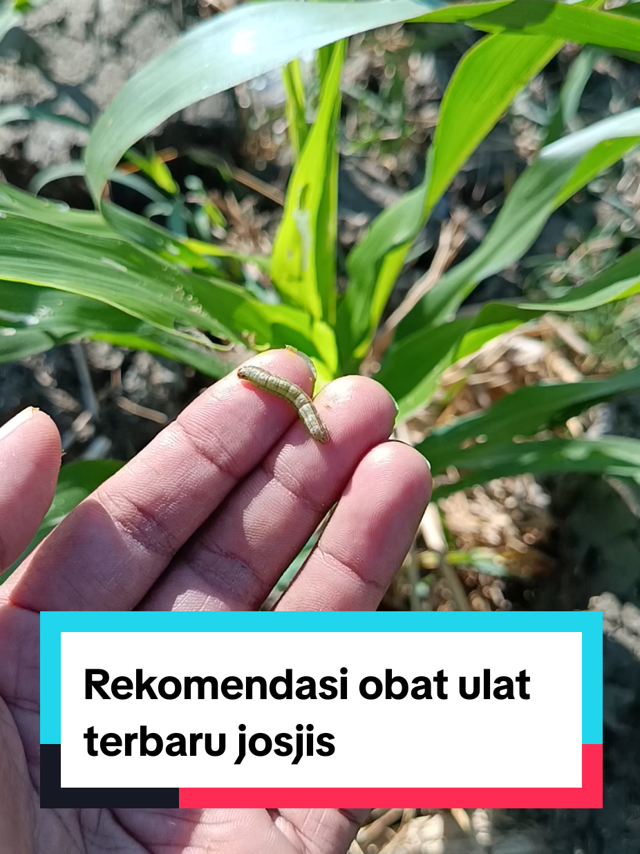 @tanipedia id