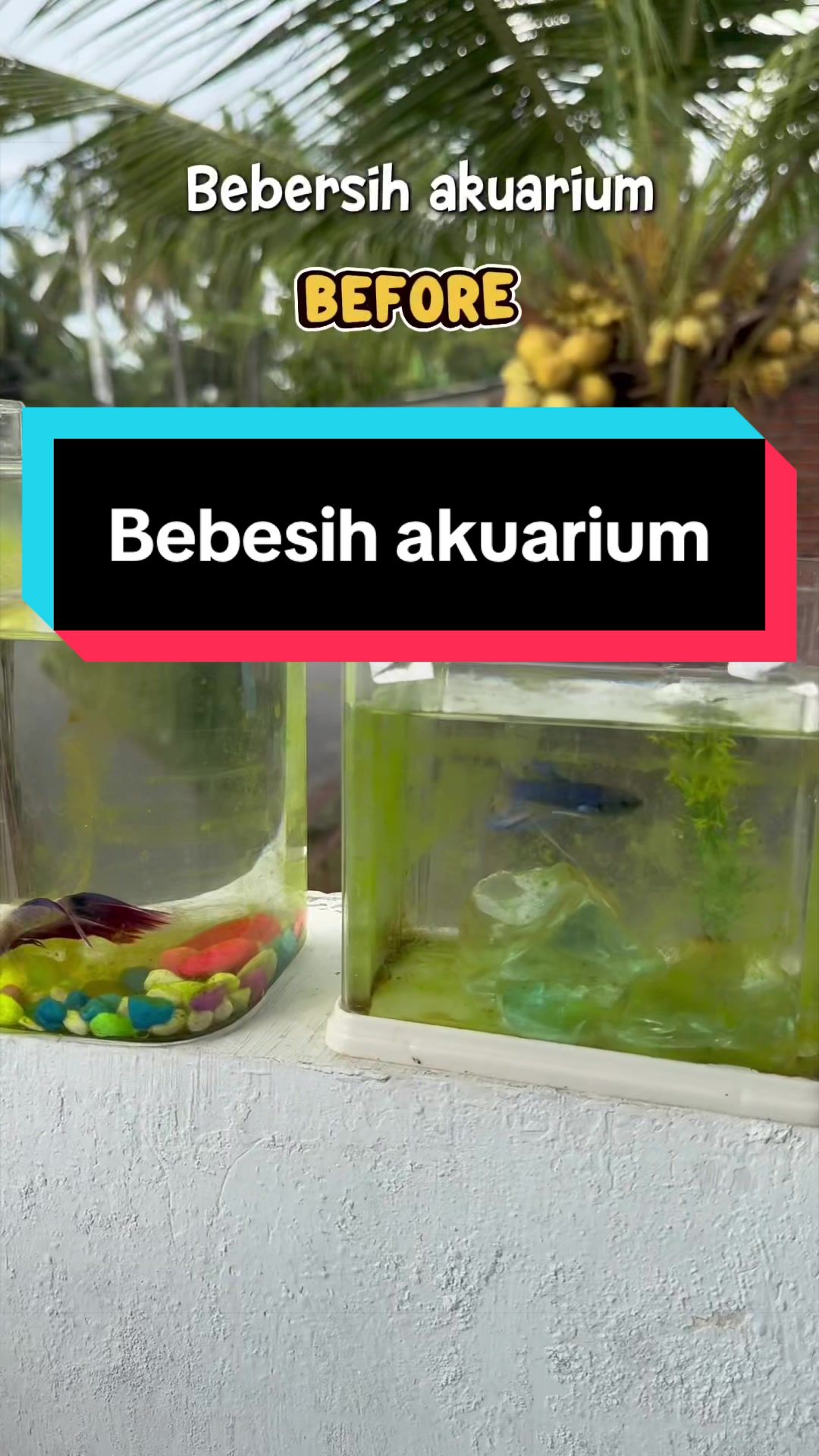 @Aquarium_group
