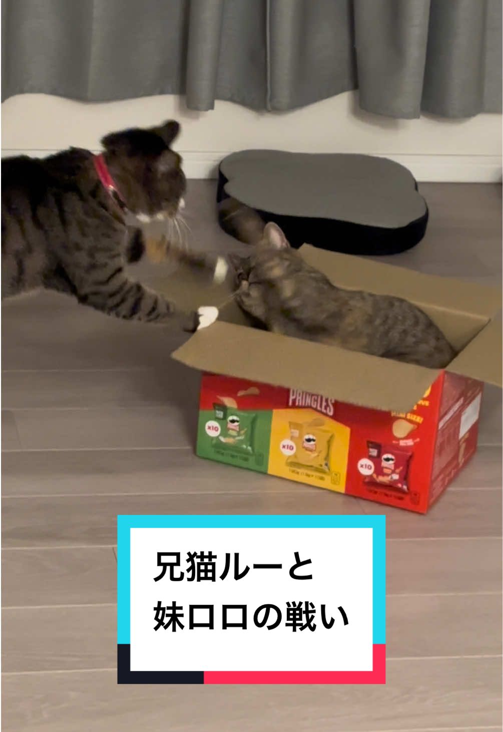 @ルーレオ