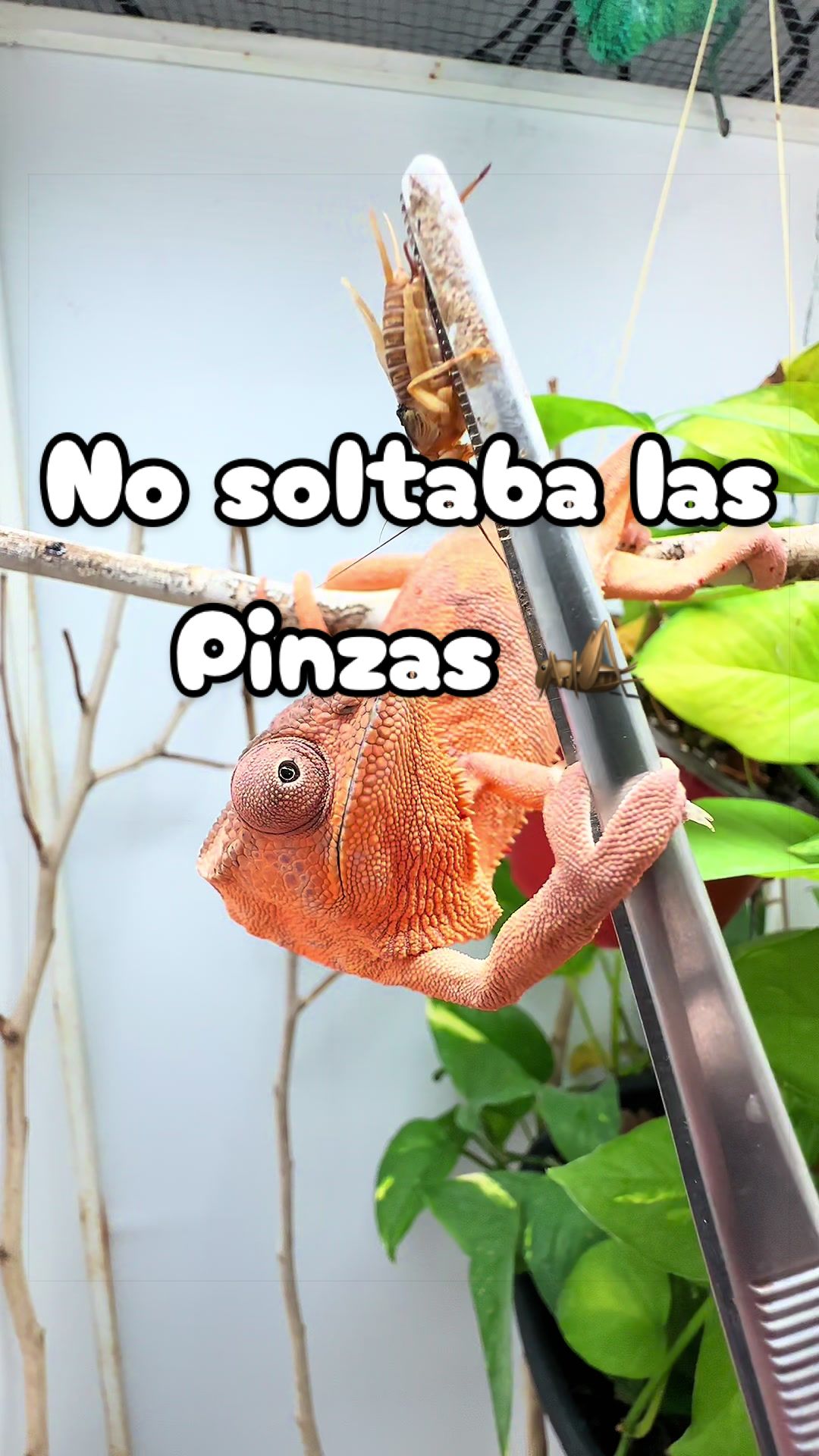 @ReptilMania