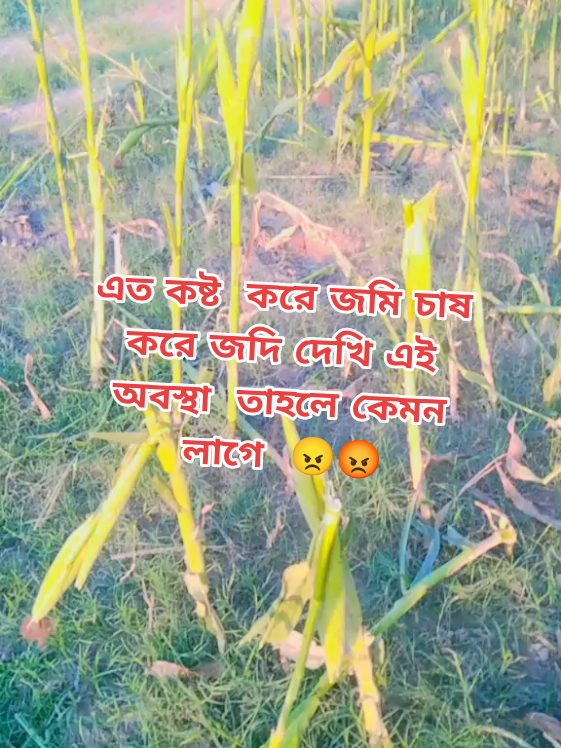 @RS Rizvi 012