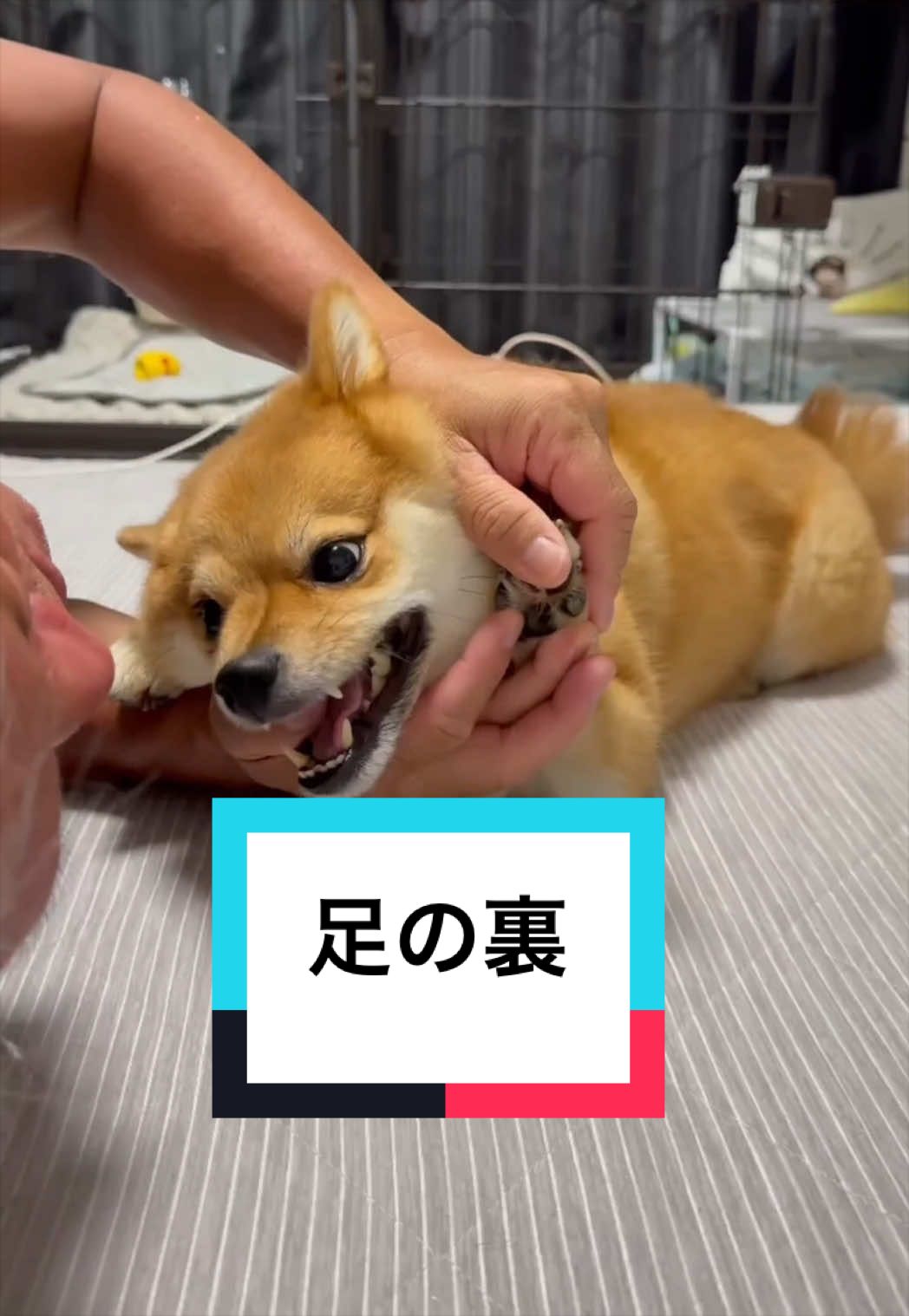 @🐶とん&ぺっぺこぺー🦊