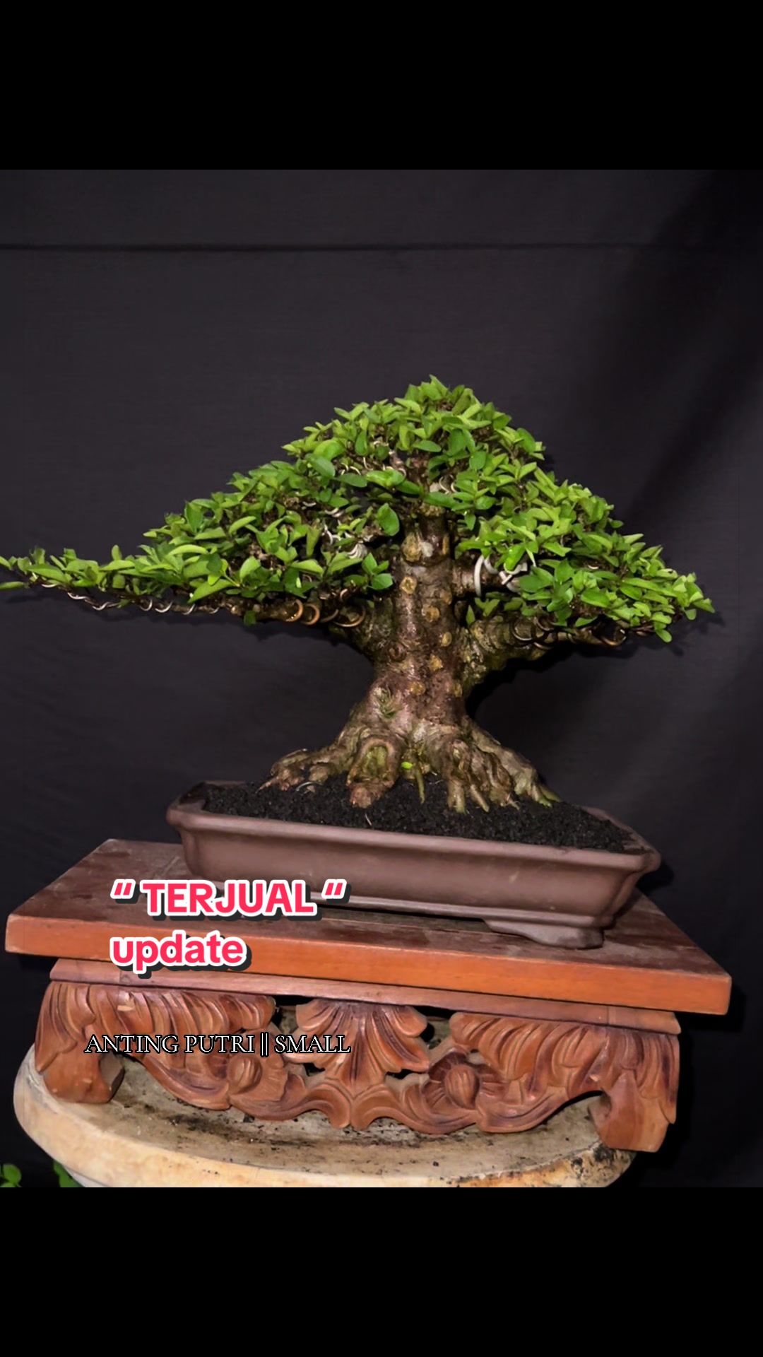 @warbonsai_purwodadi