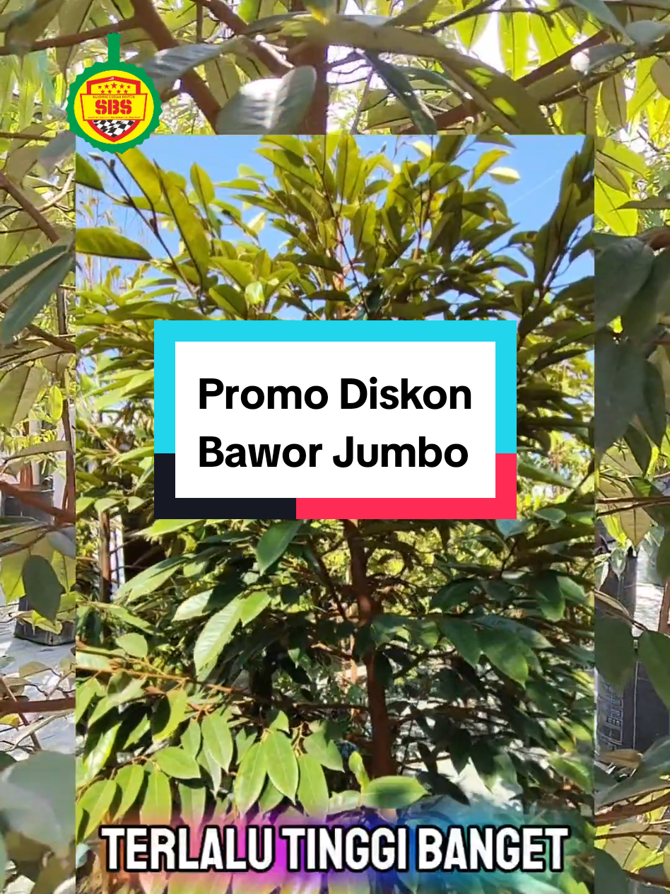 @Produksi Buah_SBS