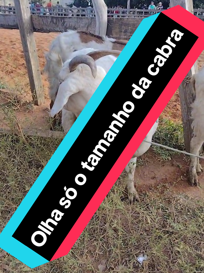 @Patricio do Ceará 🌵
