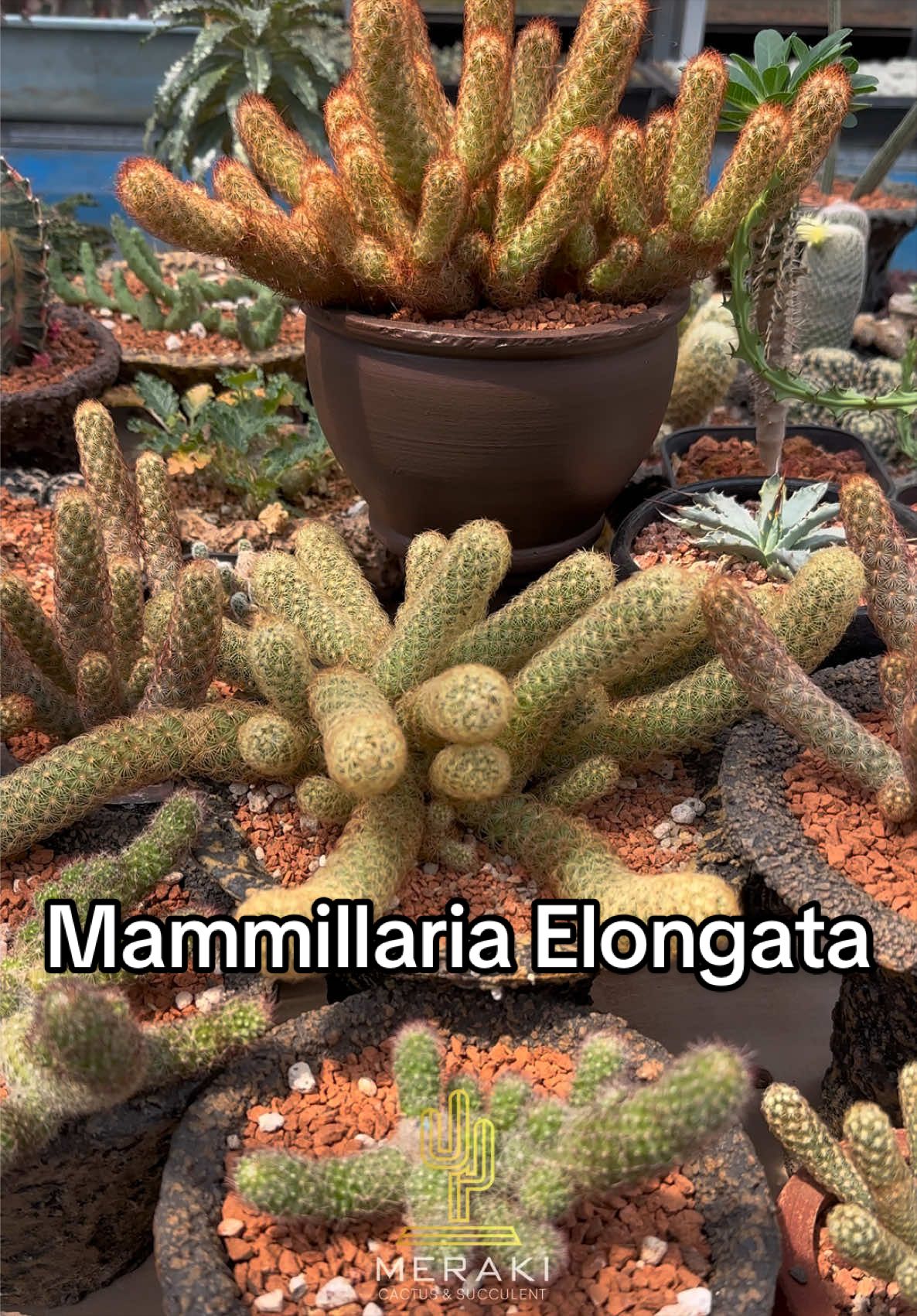 @Meraki Cactus