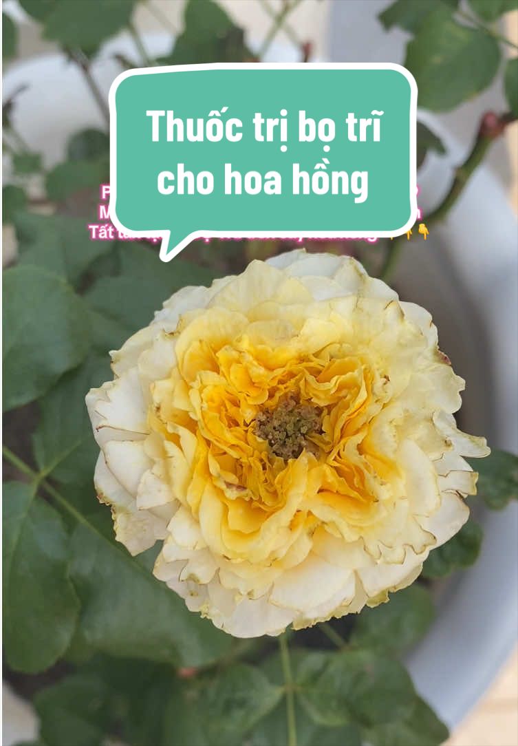 @Gia vị cuộc sống