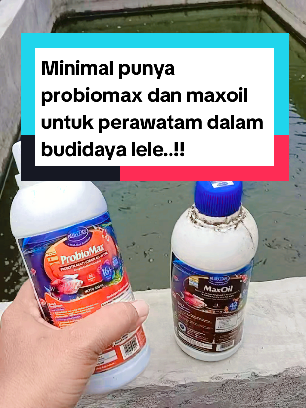@Kang_Ewi