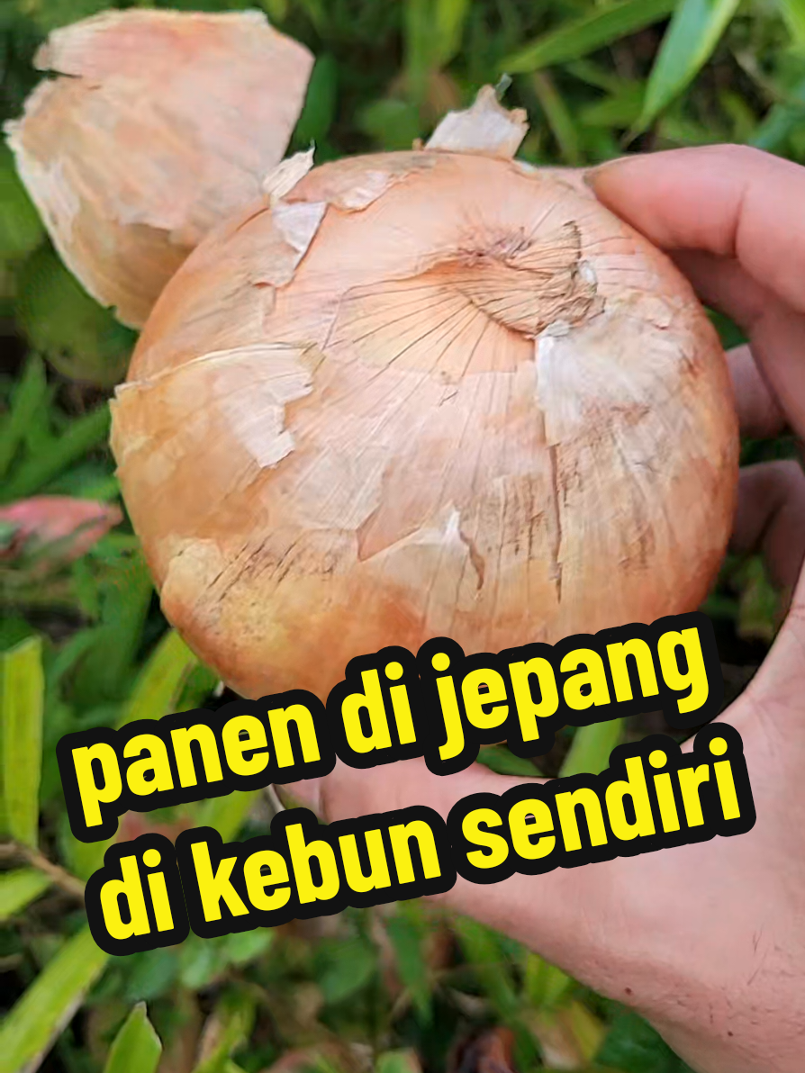 @DU DU WI ๐