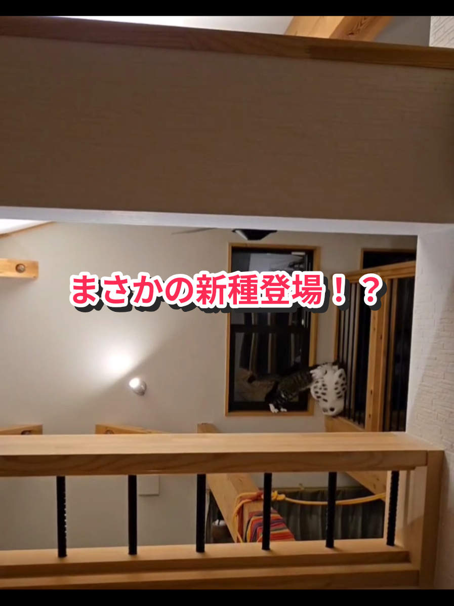 @にゃんご🐱
