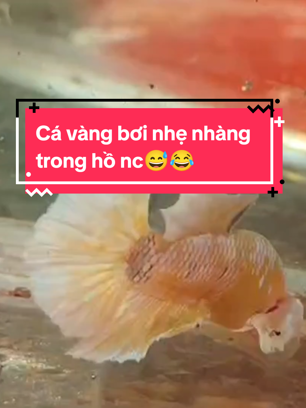 @Nhi Nguyễn Betta