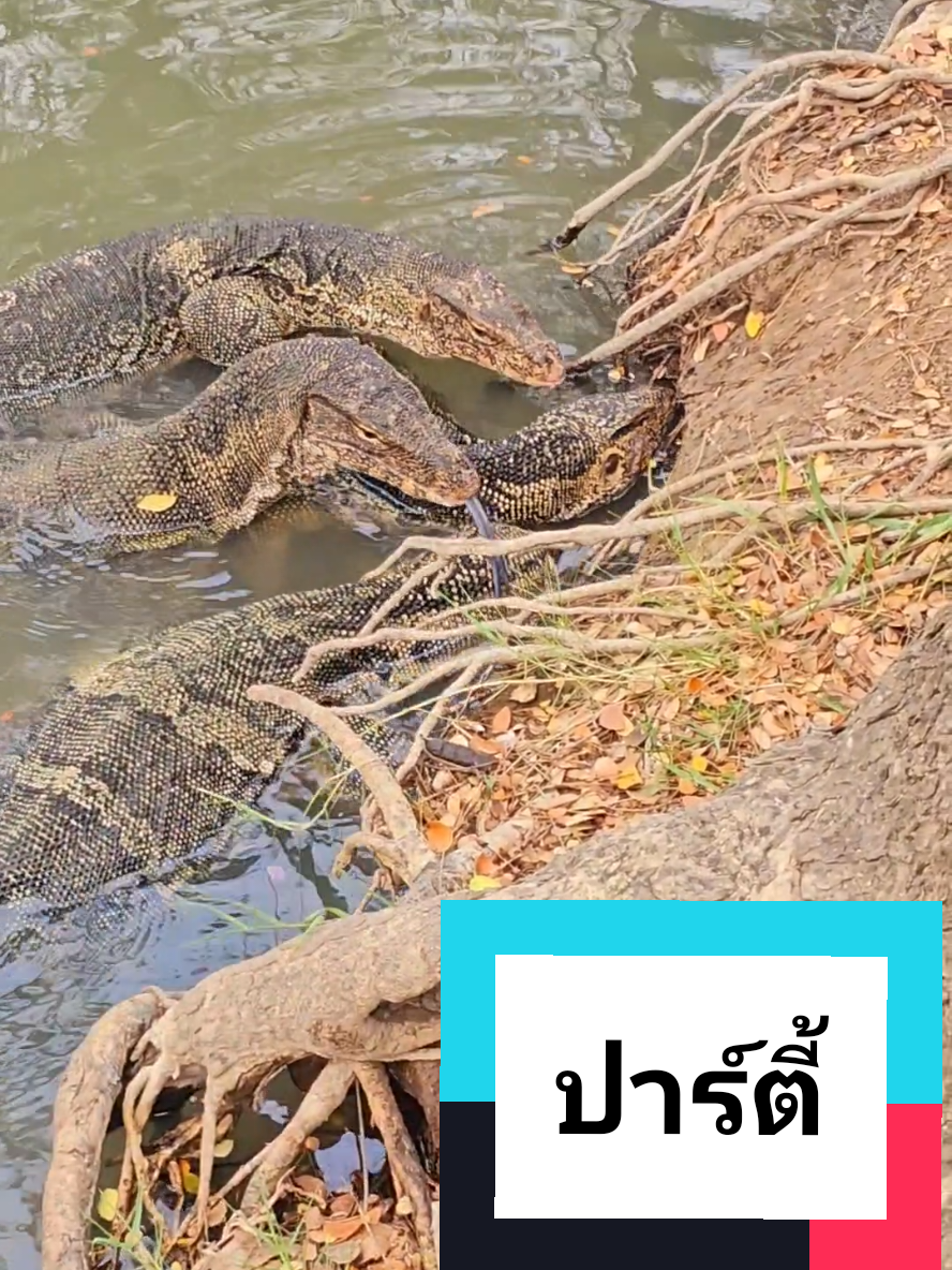 @NarondesU พ่องูคาราเมล