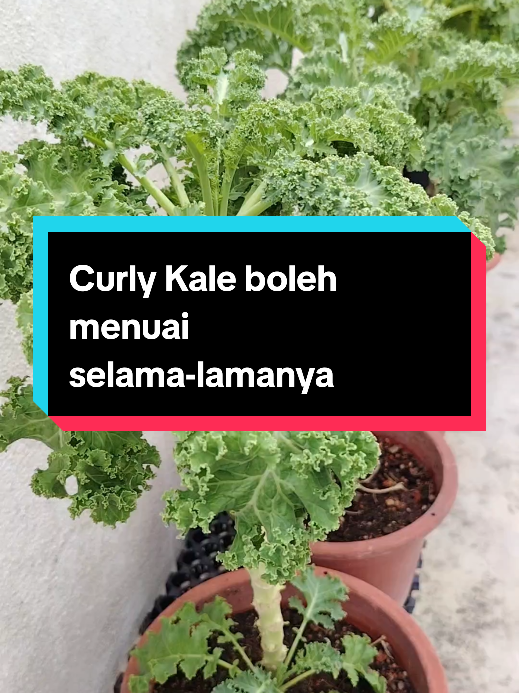 @Kakak Rose