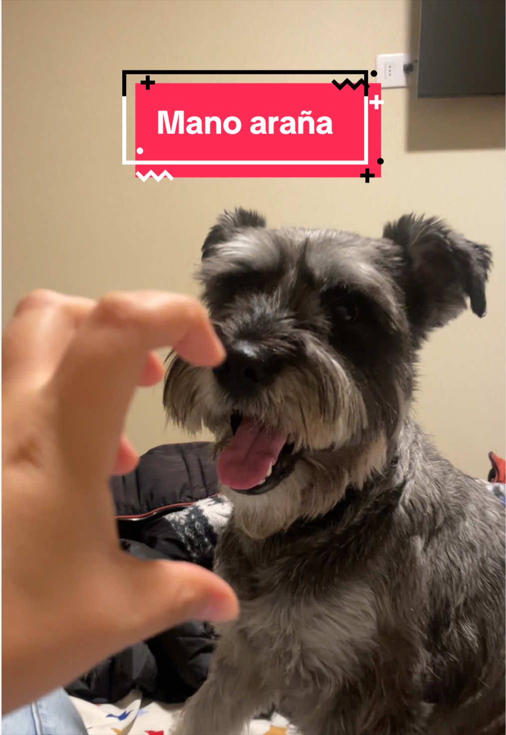 @lukah_schnauzer