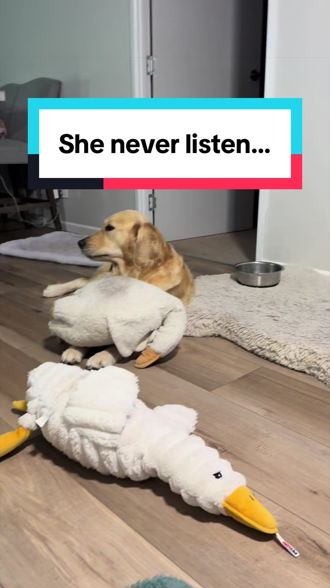 @3goldenretriever