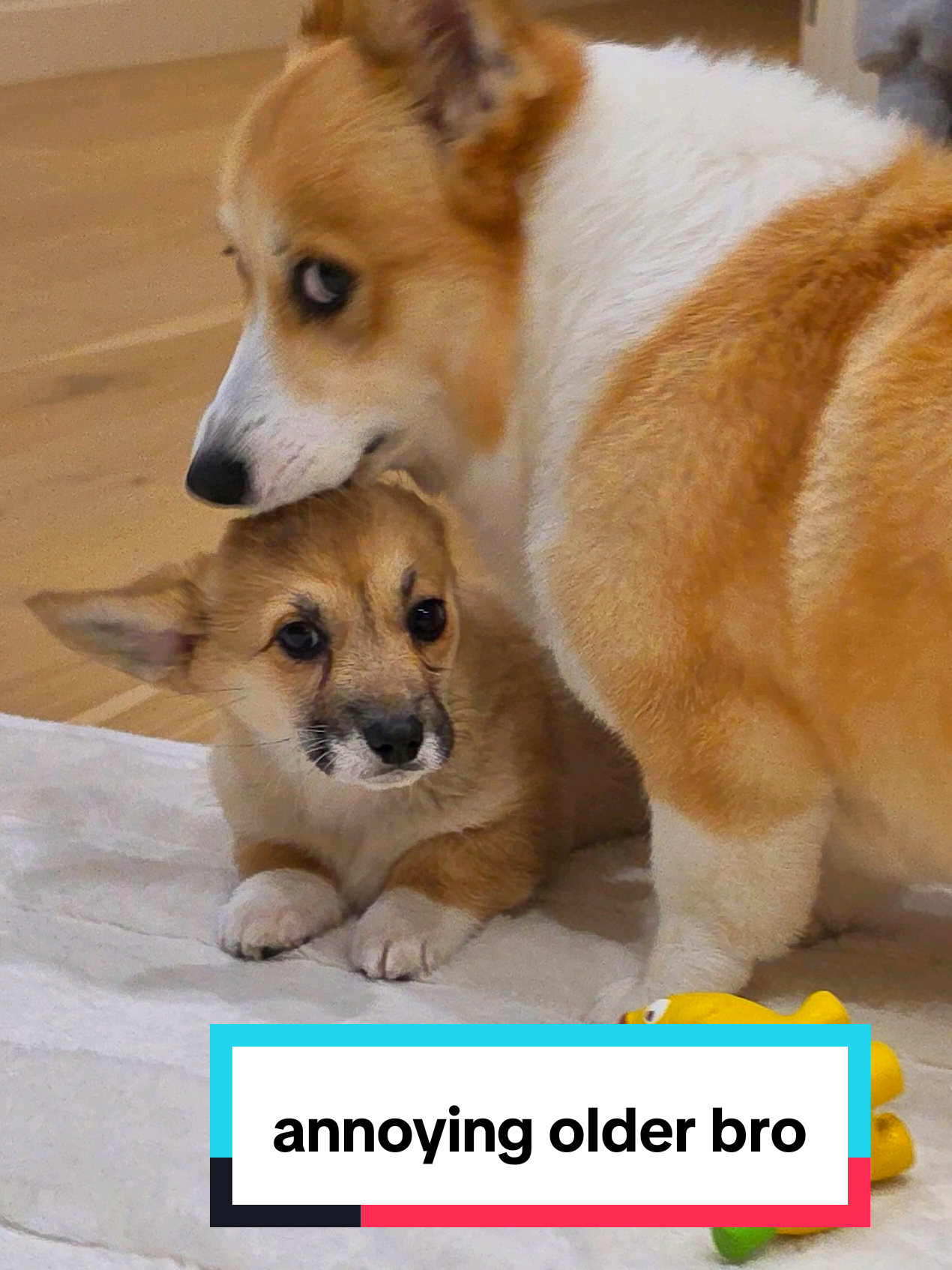 @Pocky the Corgi ๐ถ