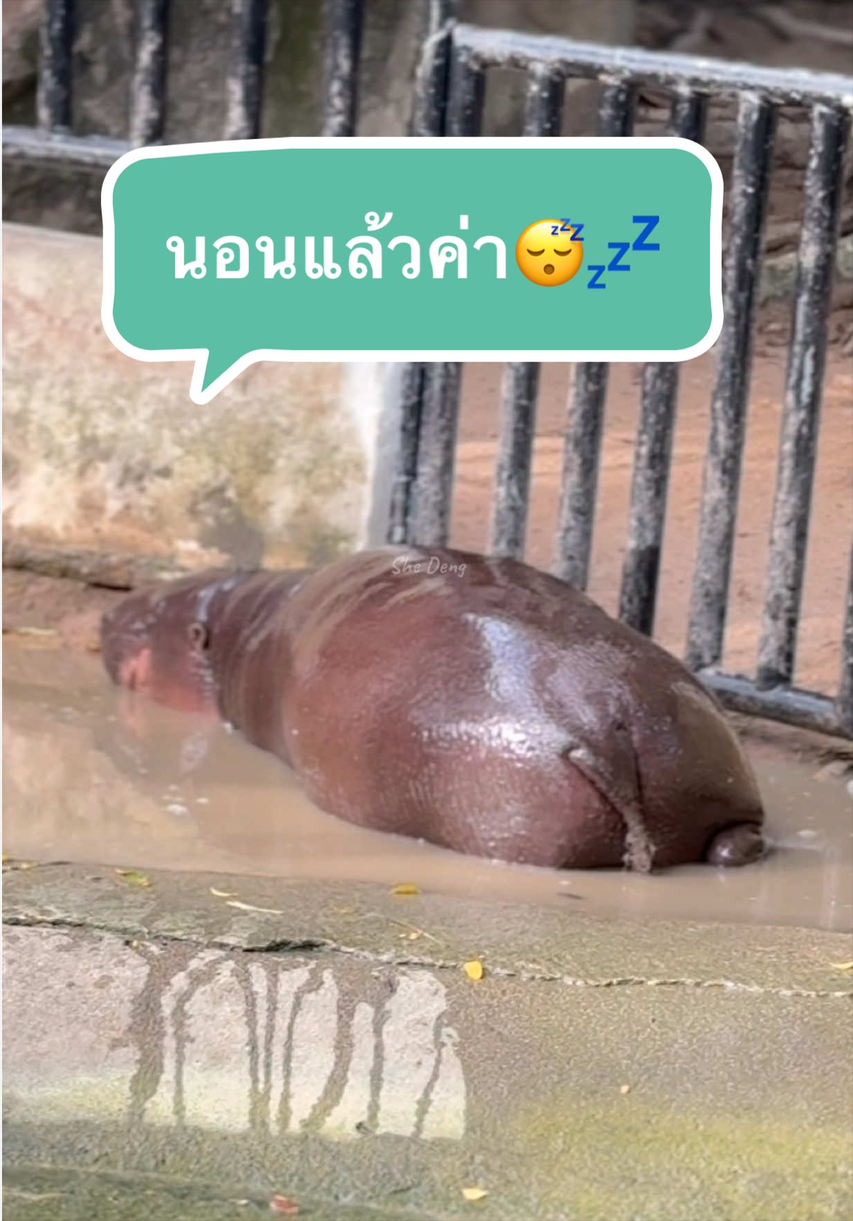 @She Deng