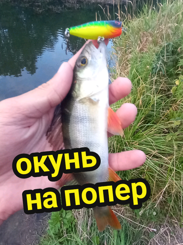 @TimaFish