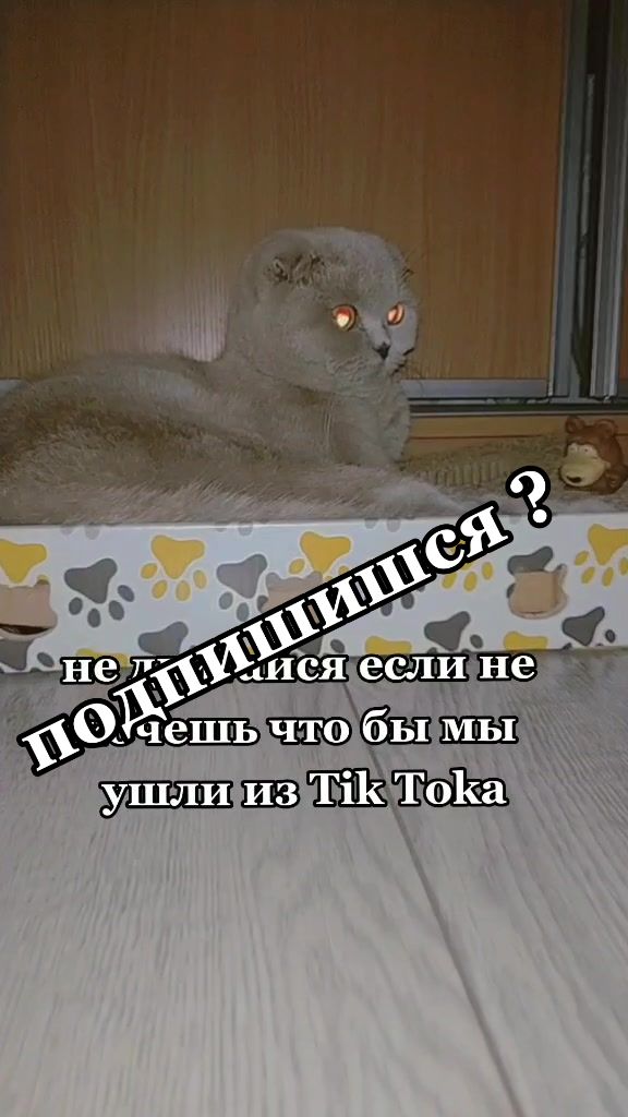 @Love Cats