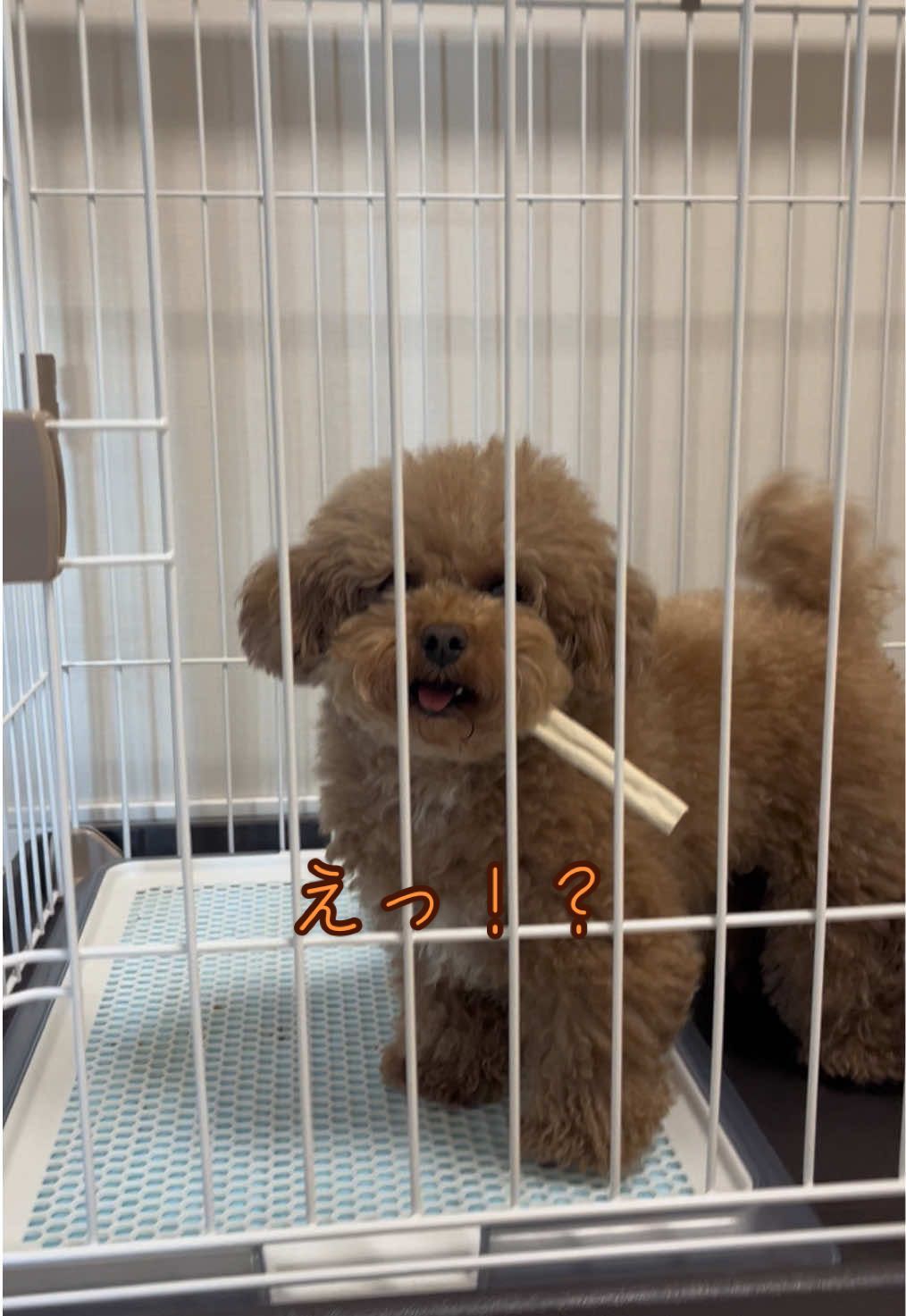 @しゃこたん犬ぽこ🐶🐰with子分