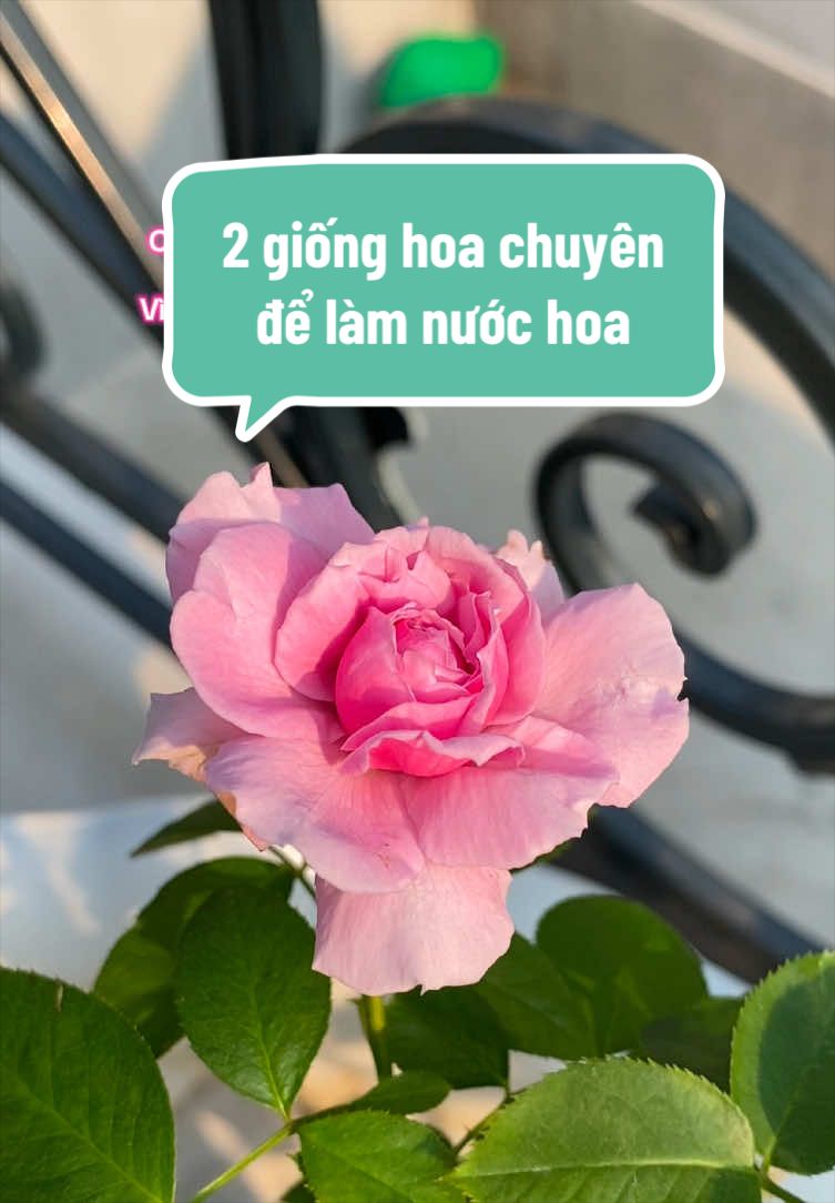 @Gia vị cuộc sống