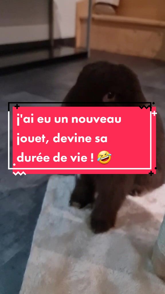 @Odin_le_lapin