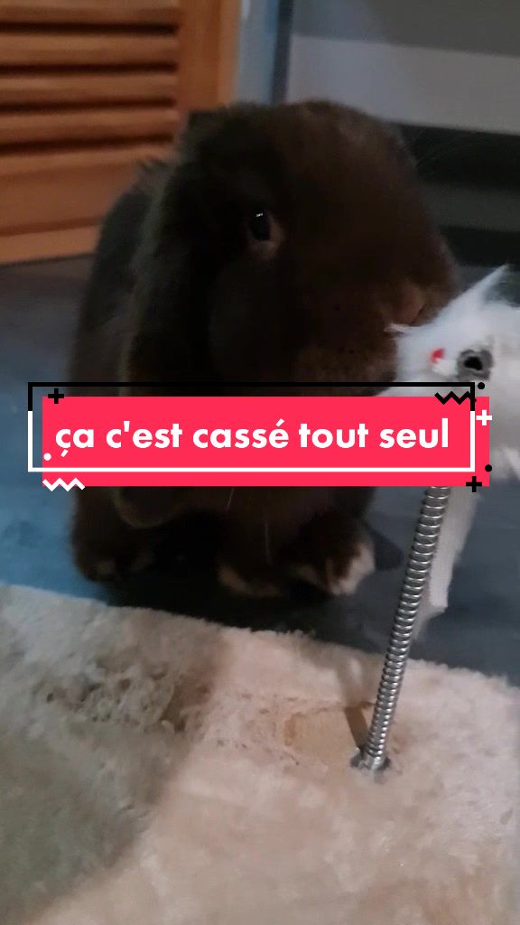 @Odin_le_lapin