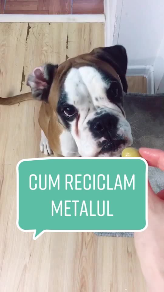 @casaluirobin