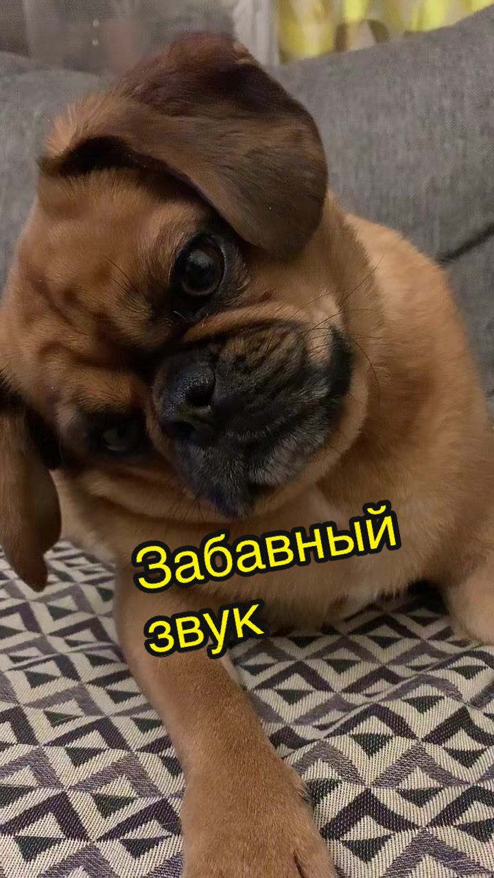 @Абу Саныч и Холли Ольговна