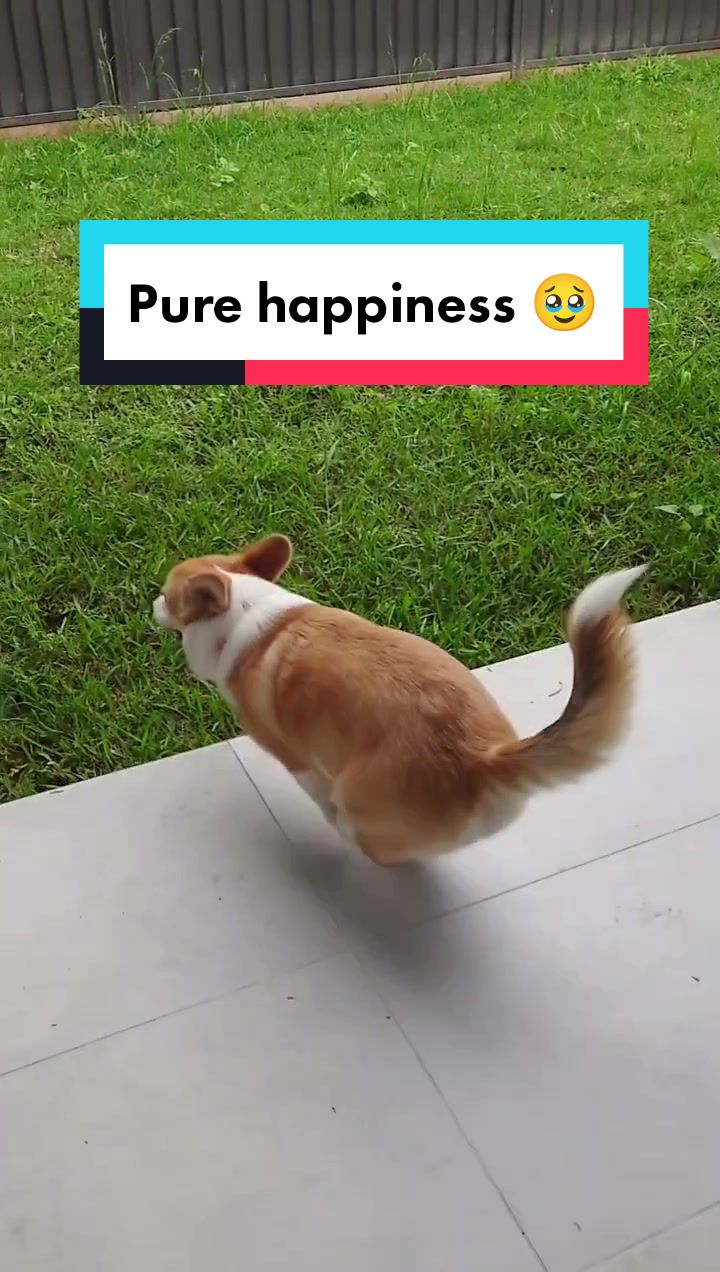 @Pocky the Corgi ๐ถ