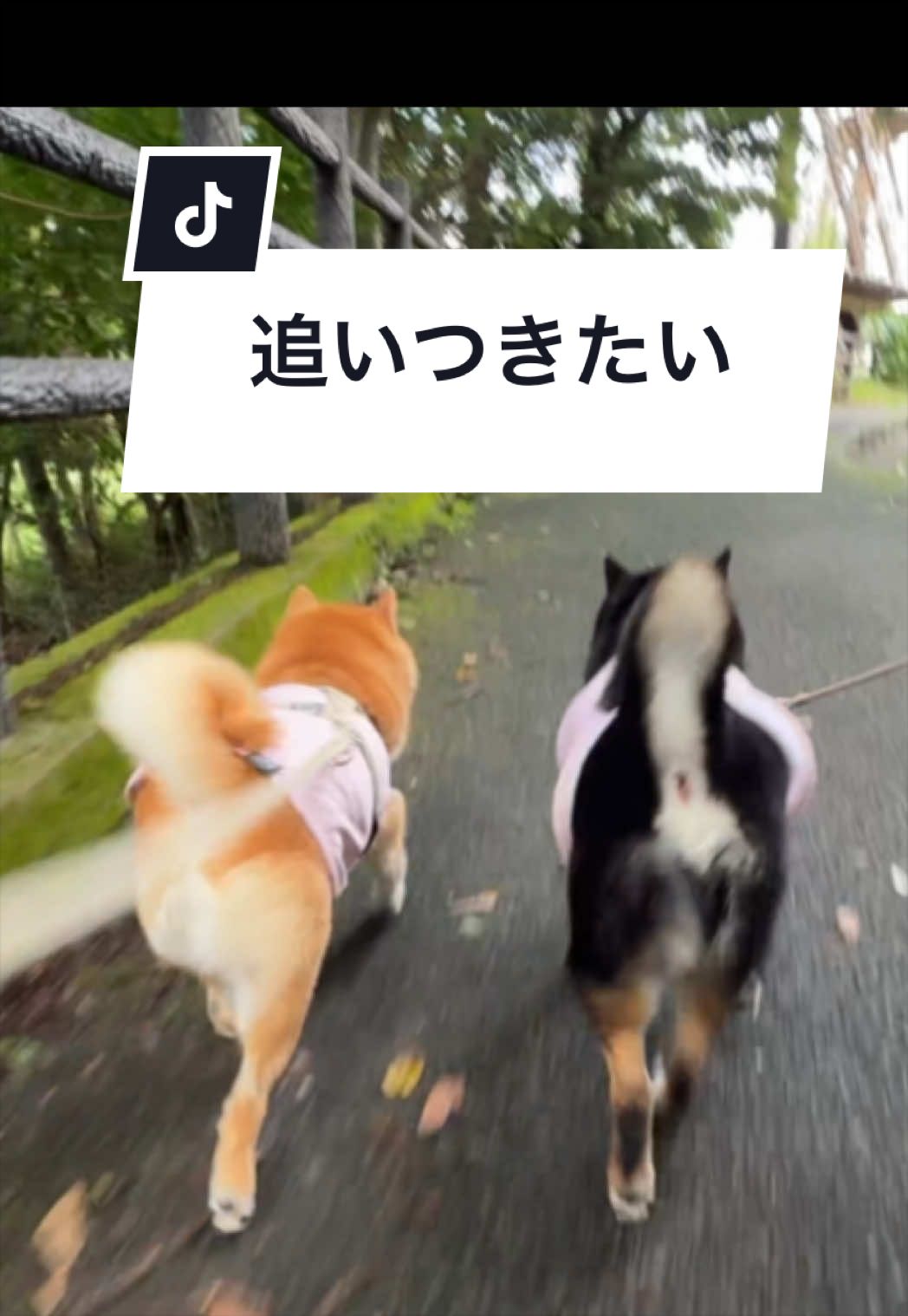 @豆柴あさのん🐻🦊
