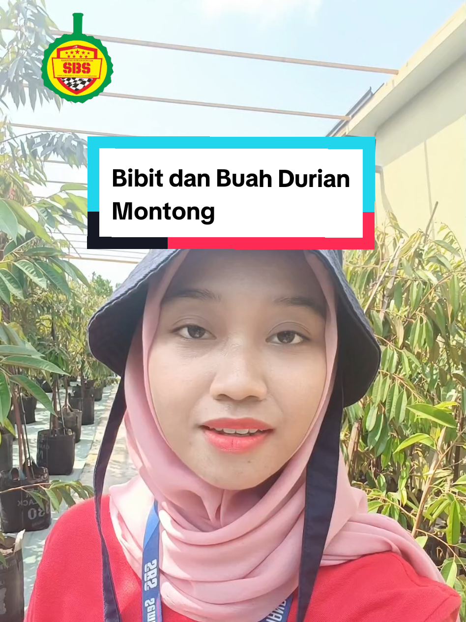 @Produksi Buah_SBS