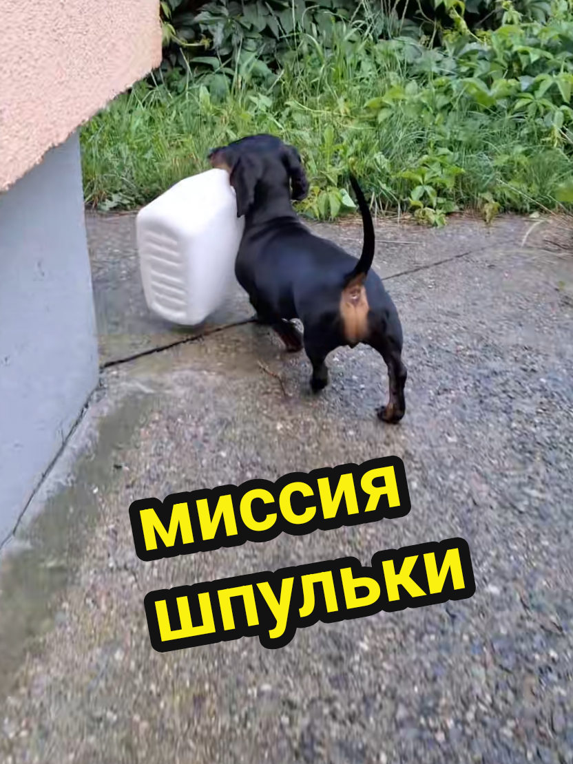 @ШПУЛЬКА. Весёлая такса!