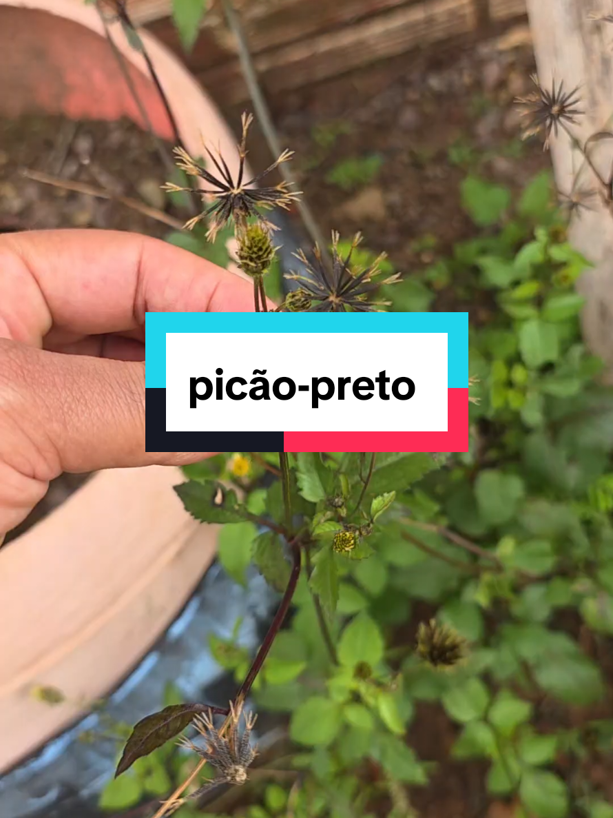 @Dicas e Receitas Naturais