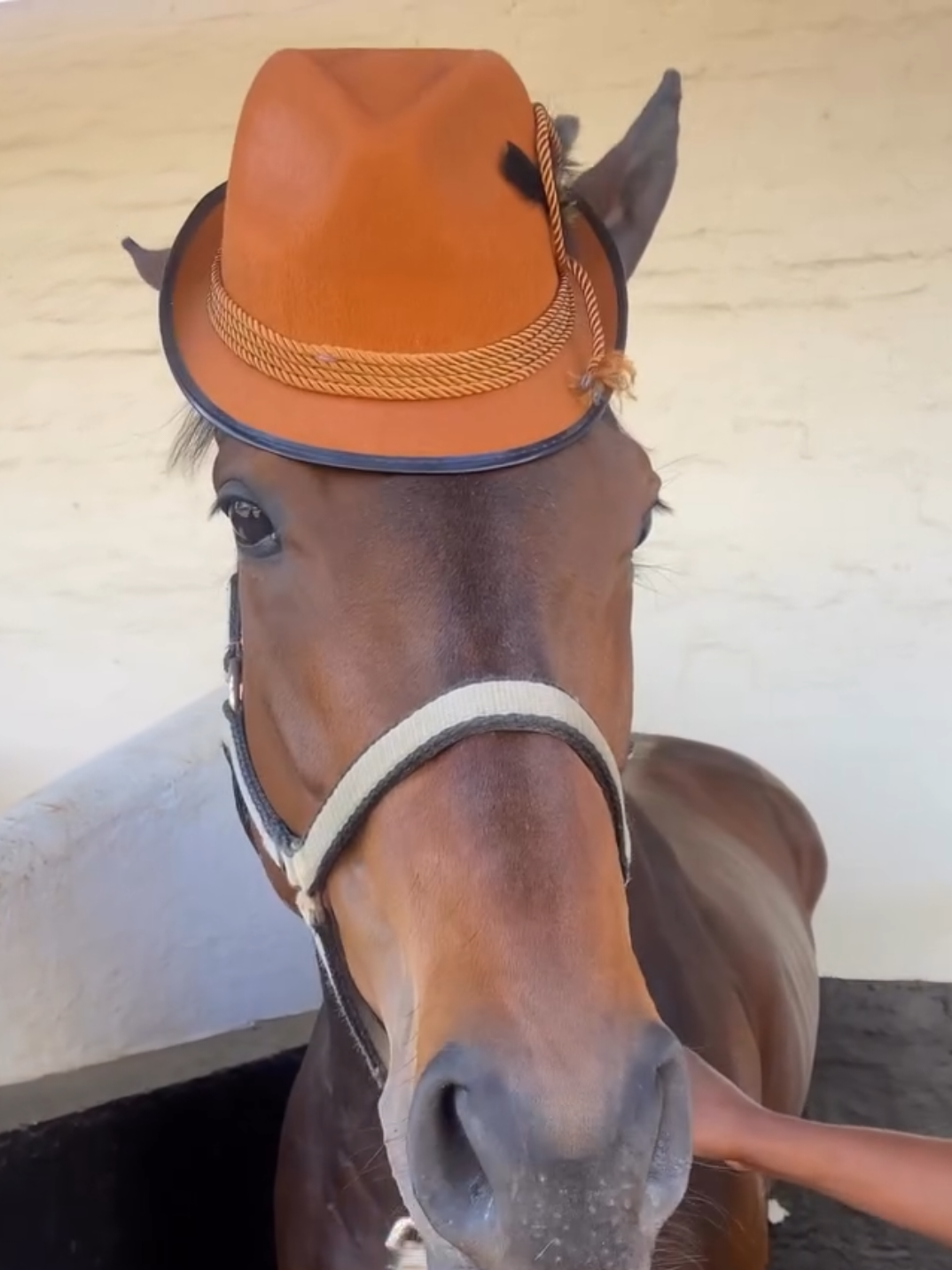 @Gallop TV